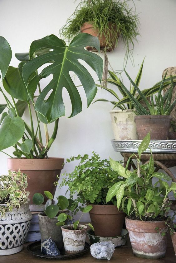 veel planten passen in de woontrend urban jungle